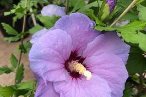 Hibiscus 'Blue Bird' 